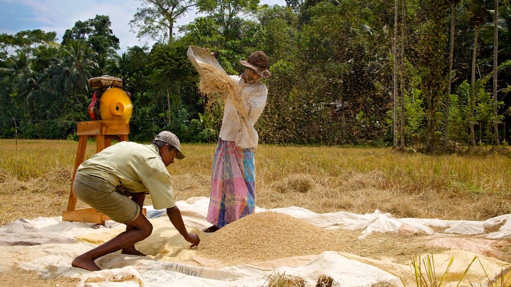 Sri Lanka s Soaring Food Costs Trigger Malnutrition Warnings Tamil 
